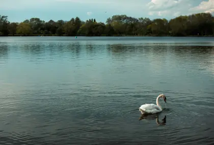 swanlake3.webp