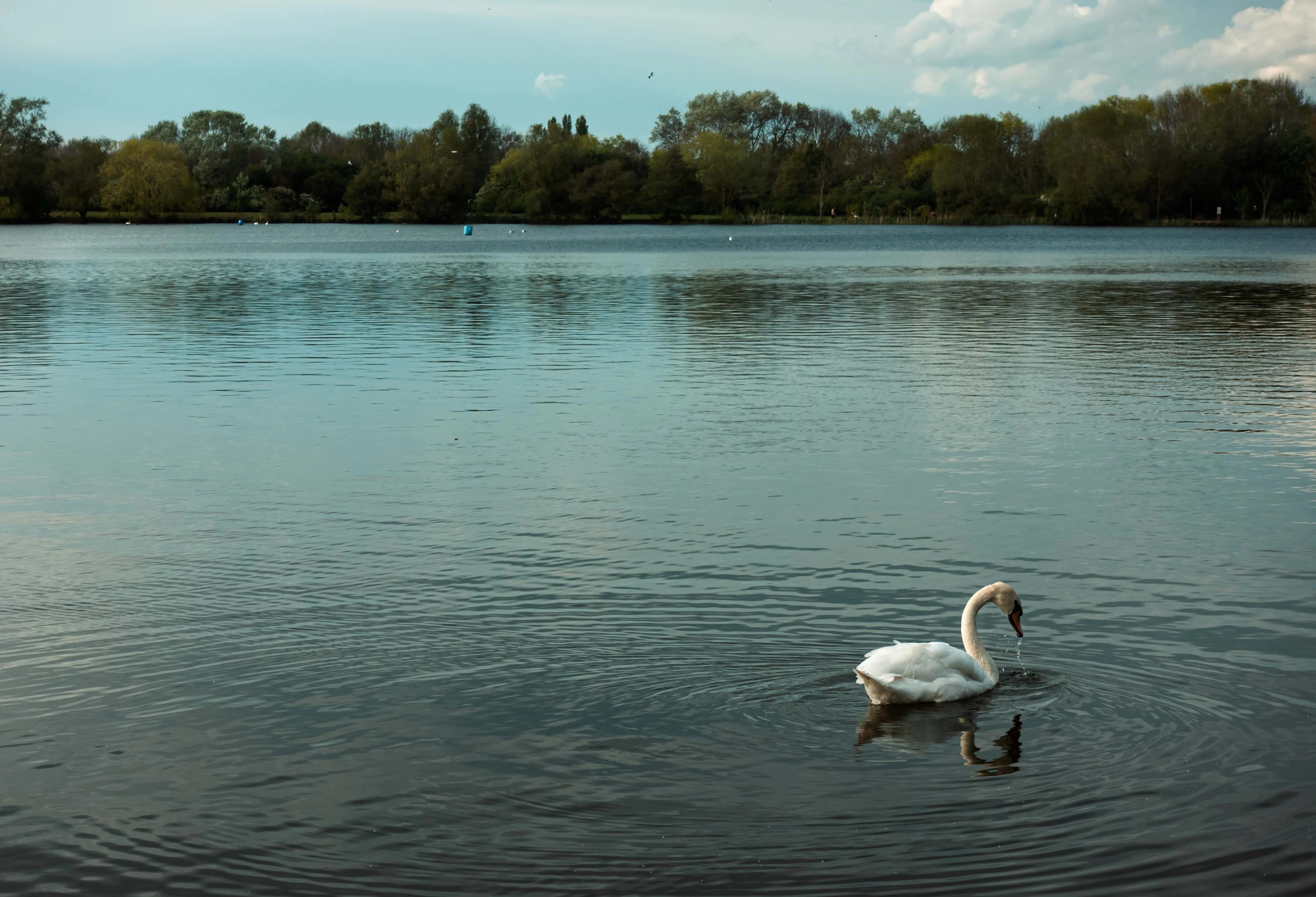 swanlake3.webp